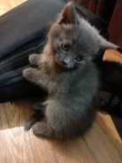 �����. ����