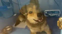 ������. ����