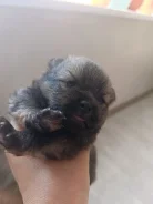 ����. ����