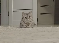 ����������� �����. ����