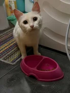 �����. ����